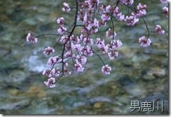 男鹿川の桜