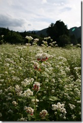 IMG_7798_1
