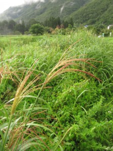 ススキ０８２０